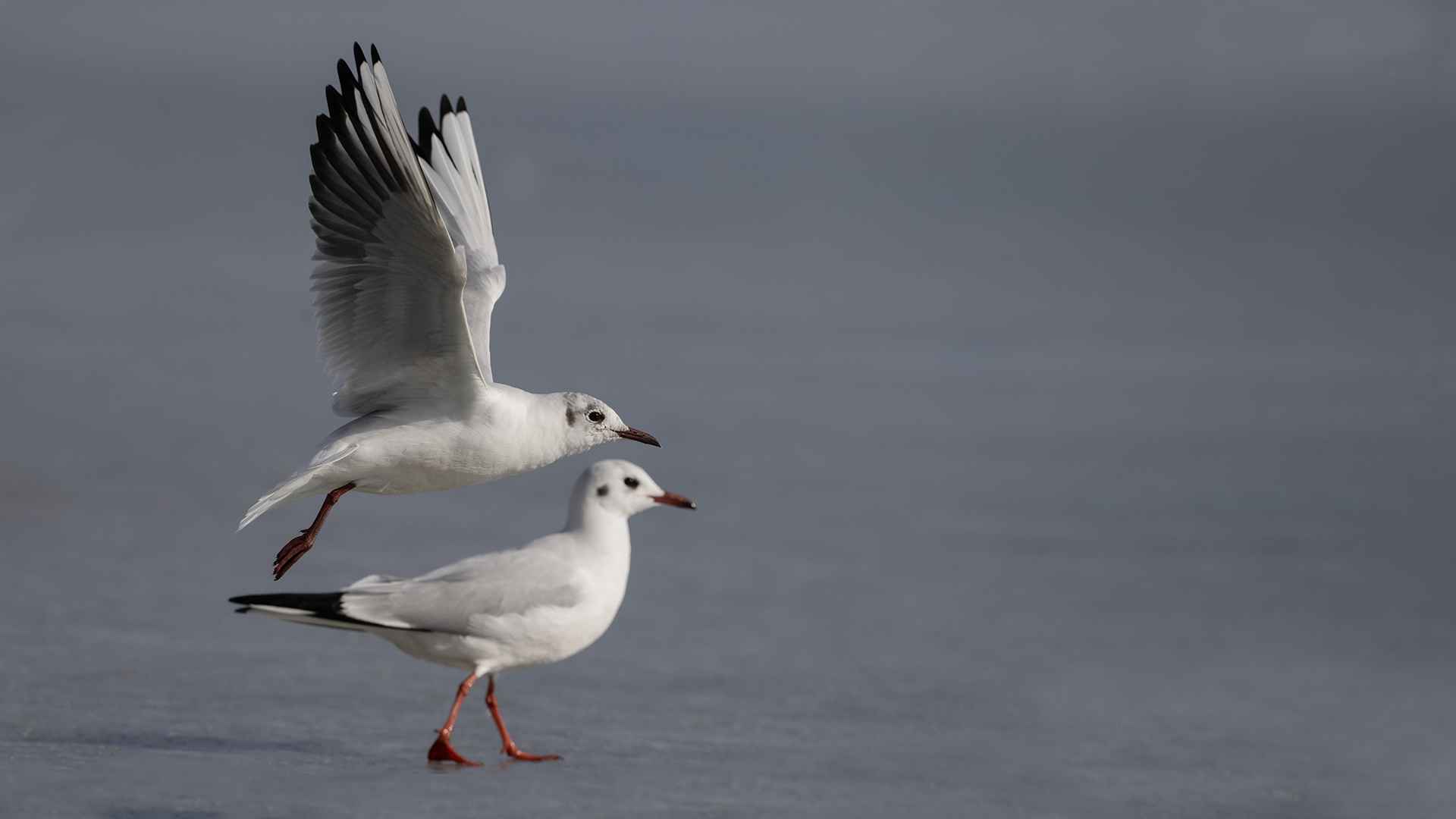 Black-headed Gull